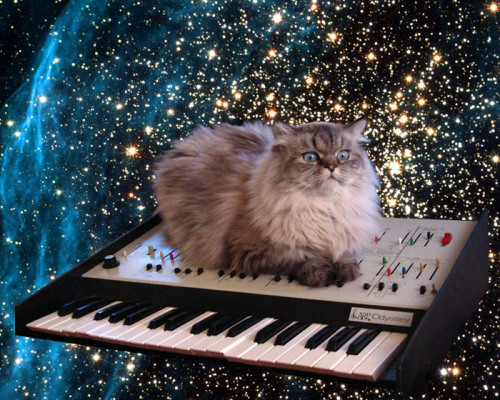 Keyboard Cat In Space. Cat on a keyboard in space,